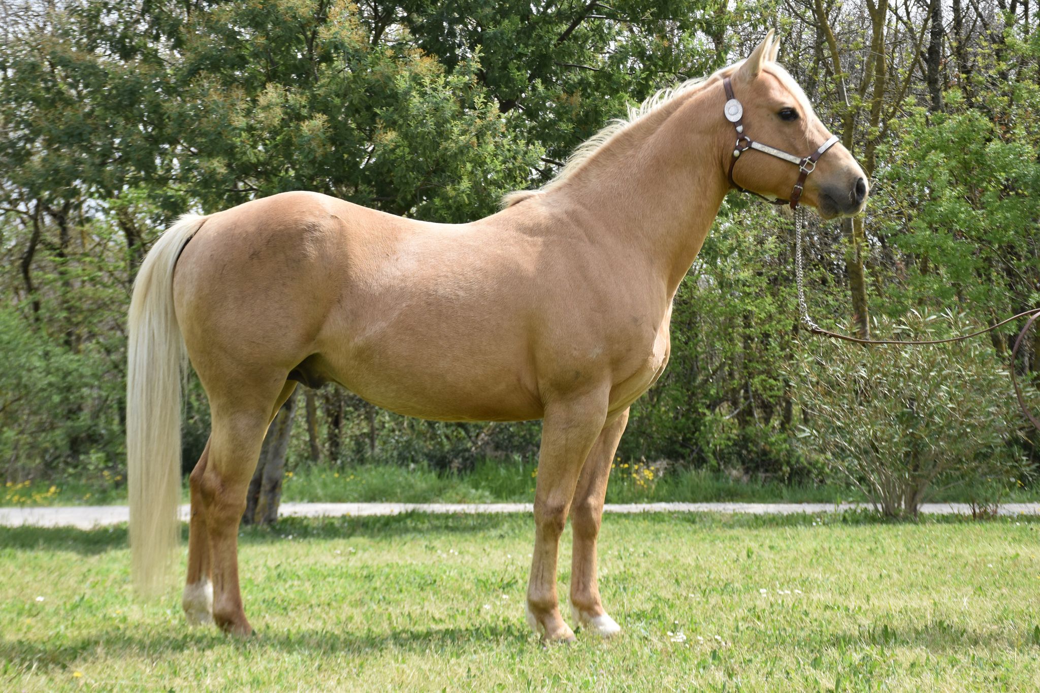 Or Yellow Diamond